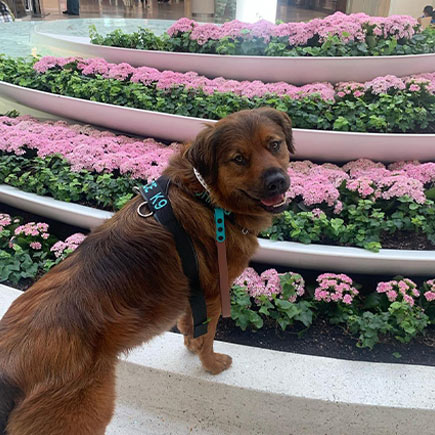 A dog and flowers