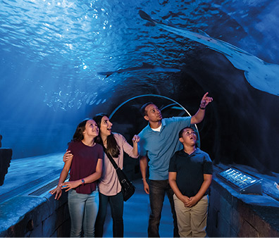 A family looking at shark at aquarium.